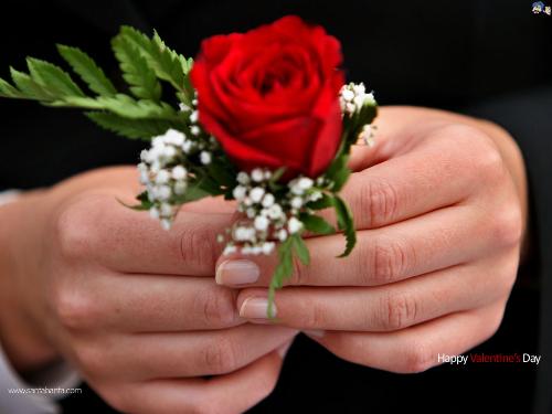rose - nice pic or rose