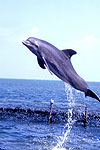 Dolphin - Dolphin