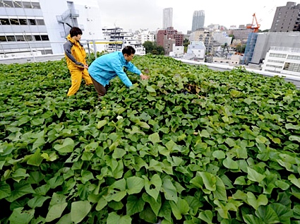 Roof Garden - Some companies are putting gardens on their roof in a bit to fight global warming by going green on their roofs.