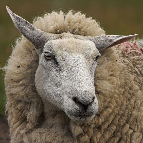 A sheep - A single sheep..... Does he have a ten star you think?