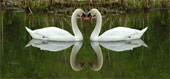 Sleeping - Two sleping swans face each other