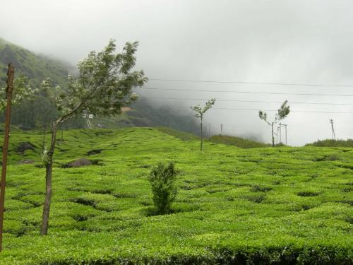 greenery - Greenery touching the clouds!