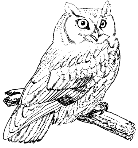 Owl image - A drawing owl image
