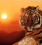 tiger - What a beautiful tiger