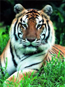 tiger - It is looking at you