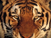 tiger - What a beautiful tiger.