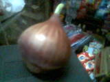Onion - A bulbous plant cultivated worldwide. Onion is one of the oldest vegetables known to humankind. They are nowadays available in fresh, canned, pickled, powdered, and dehydrated forms. Onions can be used, usually chopped or sliced, in almost every type of cooked foods, and fresh salads, and as a spicy garnish.