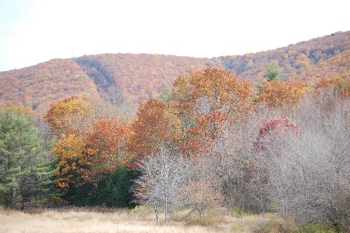 wooded area - part of the area where we released orphans