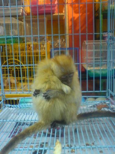 Pet in the Pet Shop - He's so cute. I love spider monkeys but don't have one and never have owned on. does anyone on mylot have a spider monkey for a pet?