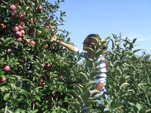 Picking Apples - Fresh picked apples are delicious, and picking the fruit yourself makes eating them all the more enjoyable.