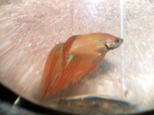 Fish - My new male Betta fish Fish - My new male Betta fish