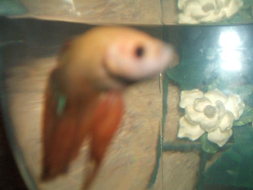 Fish - My pretty new betta male