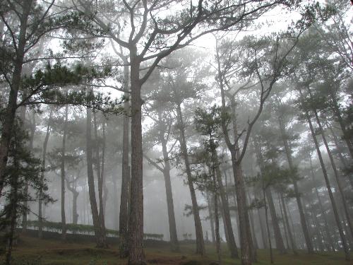 foggy baguio - taken at camp john hay