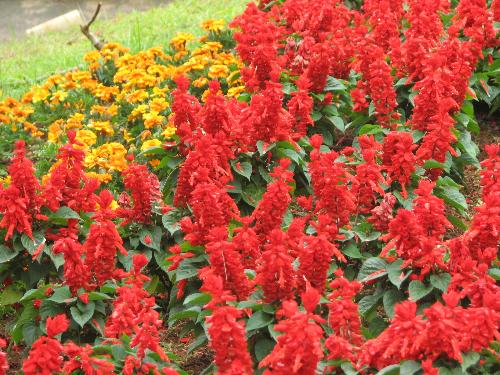 baguio flowers - taken at camp john hay. the colors of the flowers were so vibrant in one of the areas there. a great 'picture-taking' site.