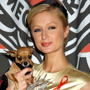 Paris Hilton - Paris Hilton with a new dog everytime.