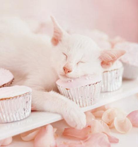 Sweet Dreams - Another photo I found online, and I've seen this one in a lot of cat and animal photo books in Barnes and Noble. It's one of my favorite pictures. ^^