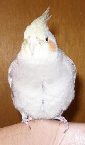 cockatiel - My cockatiel named Cocoa.