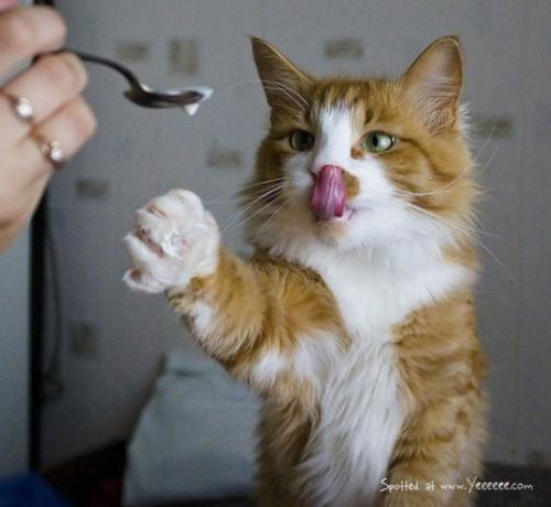 Cat - Relationship with your pets