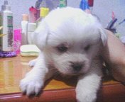 my dog - I bought a white dog two years ago,I call it sweet. we always gets together very well,but the problems still emerged,this was its second pregnancy in this year.now it have 3 babies . I don't know how to deal with them,beacause I have no ability to look after so many dogs. All my neighbors have their pets too,they don't need a new dog .Although the baby dogs are very cute.