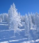 snow - snowy trees