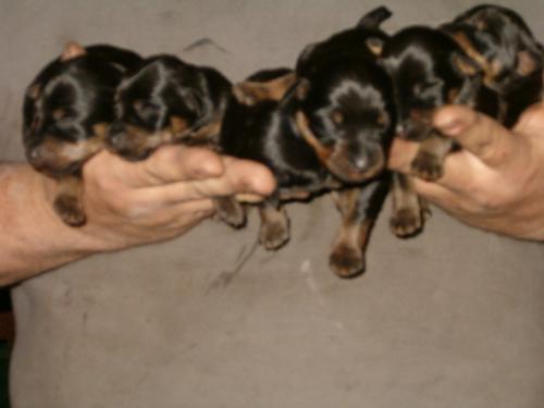 Picture of my puppies... - Here is a picture of the jagd terriers, six little girls..they are 6 days old today, and I think they've almost doubled in size already.