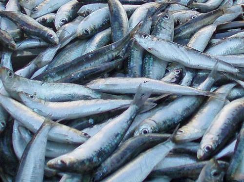 fish - I like fish, to eat ;0), but i like also tham as pets. This is one of my favourite photos of fish. Do u like this photo? Its nice i think