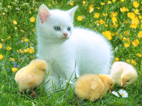 The cat and chickens. - The white cat with some little chickens.