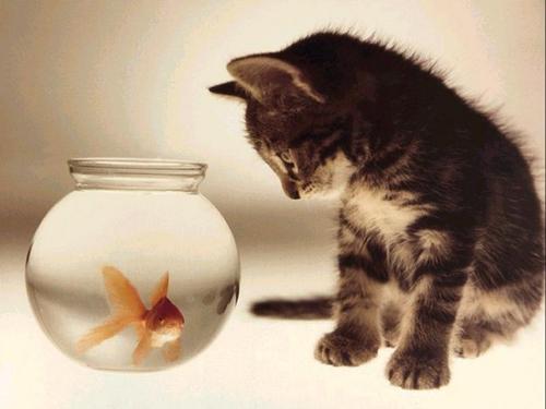 Cat n Fish. - A small kitten watching a fish.