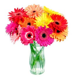 Gerber Daisy - Bright FLowers