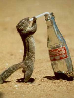 Thirsty Squirrel - thirsty squirrel