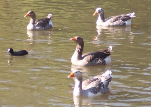 Geese - The Armada