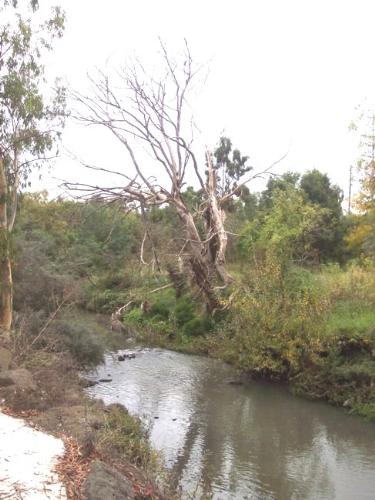 Tree - Riverscape with dead tree