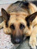 dog - A German shepherd