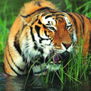 tiger - what a beautiful tiger