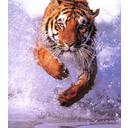 tiger - what a beautiful tiger