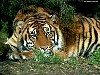 tiger - what a beautiful tiger