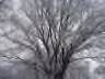 Beautiful Elm - My last good picture of my beautiful Elm Tree.