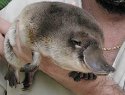 Duck-billed Platypus - This is a platypus and it is described as an egg-laying, venomous, duck-billed, beaver-tailed, otter-footed mammal! It belongs to a genus called the "monotreme" which means it's an egg laying mammal. The platypus and the echidna are the only animals on earth that come under this classification! Duck-billed Platypus - This is a platypus and it is described as an egg-laying, venomous, duck-billed, beaver-tailed, otter-footed mammal! It belongs to a genus called the "monotreme" which means it's an egg laying mammal. The platypus and the echidna are the only animals on earth that come under this classification!