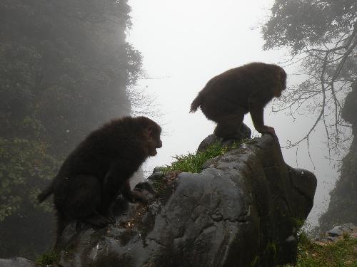Take care the monkey in Emei mountain - Two monkeys is clambing in Emei Mountain in China, they are very cut. But they are not very friendly, if there are many food in your package, however you don't dispense it with monkey, you may be in trouble, they will rob you.