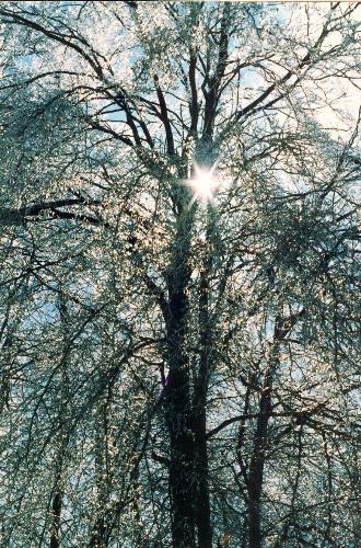ice storm aftermath - this is a pic i took after we had an icestorm about 8-10 years ago ...i have so many of this perticular day but i think this is the best pic