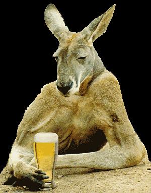 Australian Kangaroo - We can tell he is one of these true-blue Aussie kangaroos by the fact he is downing a beer! lol.