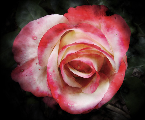 Flower - Image I downloaded from sxc.hu and manipulated in photoshop.