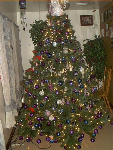 My Christmas Tree !! - My Big old beautiful tree!