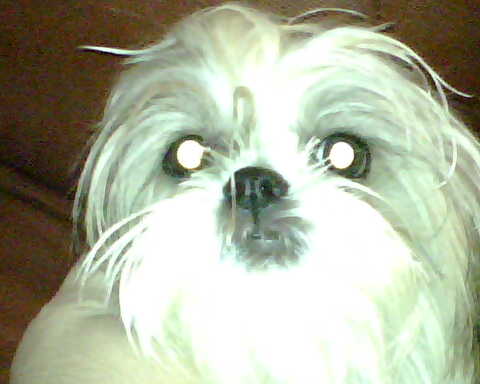 Uma - This is one of my Shih Tzus.