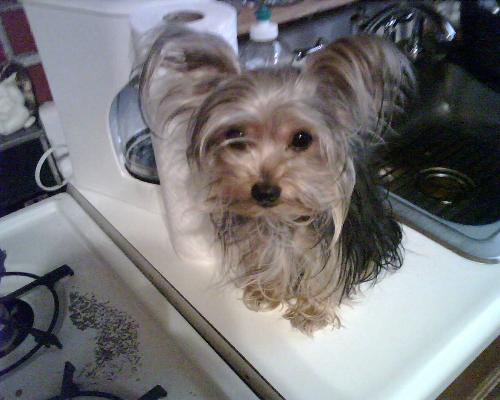 Vickie - My yorkie, Vickie.