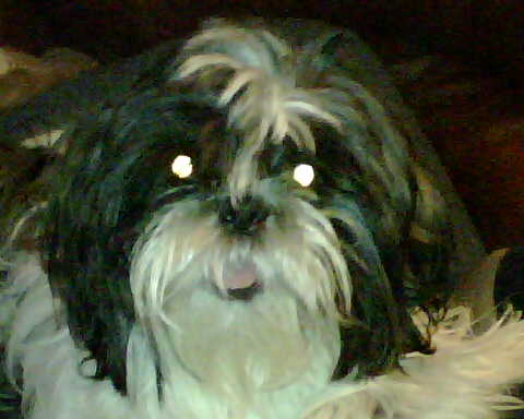 Daisy - My Shih Tzu, Daisy.