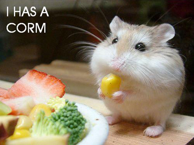 I has corm - Just a cute picture