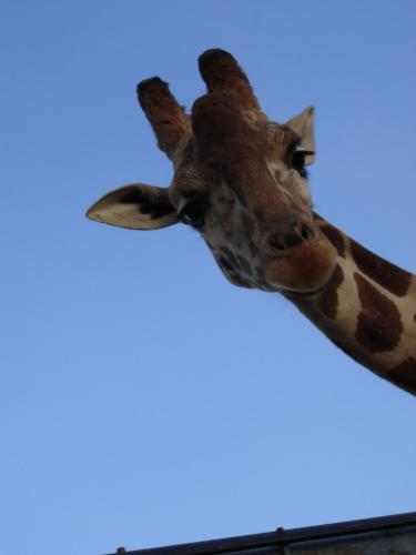 Giraffe  - This was taken at Arbuckle Wilderness in Davis Oklahoma. It is a drive thru zoo, where visitors purchase feed to give to the animals there. Most of the animals roam freely, and they have quite a large selection. We like to go on holidays, since there are so few people taking the time to go. It gives us more time to spend there, and all the animals are hungry.