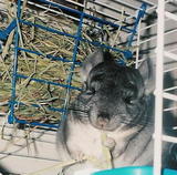 Trixie - Here is Trixie my chinchilla with her favorite snack, some hay.