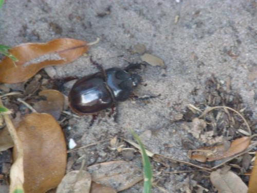 Big beetle - I snapped a picture of thsi big beetle as it was trying to go under my house. It didn't make it as my miniature pinscher realized it was there and made sure it didn't go under the house. I say..smart dog.